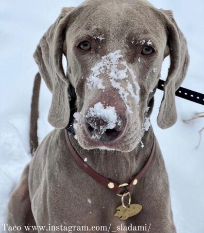 Obroża na adresówkę Biothane® brązowa