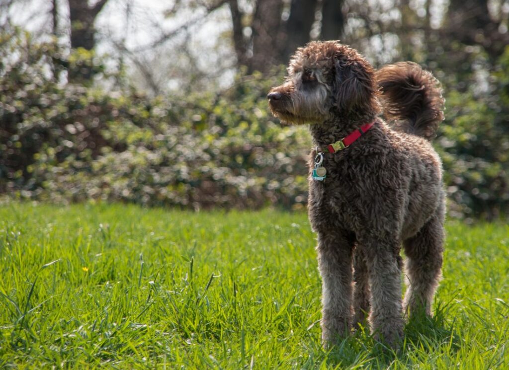 akcesoria dla Labradoodle