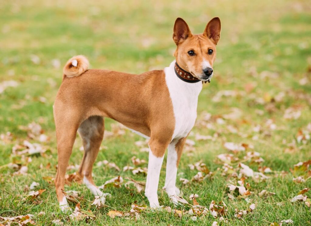 basenji