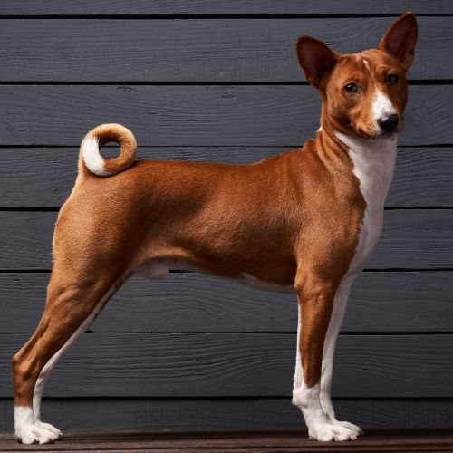 Obroża i smycz dla Basenji