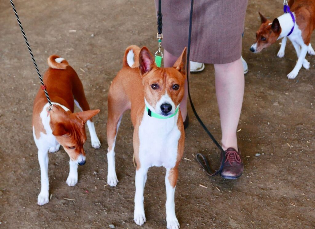 obroza i smycz basenji