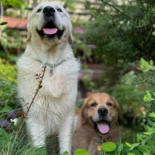 Obroża i Smycz dla Golden Retrievera • Malier Studio