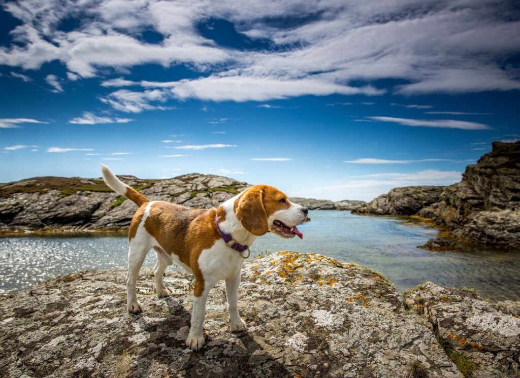 Obroża i Smycz dla Beagle’a 