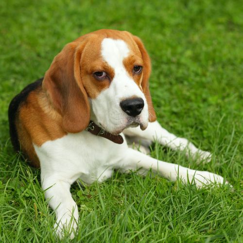 akcesoria dla Beagle